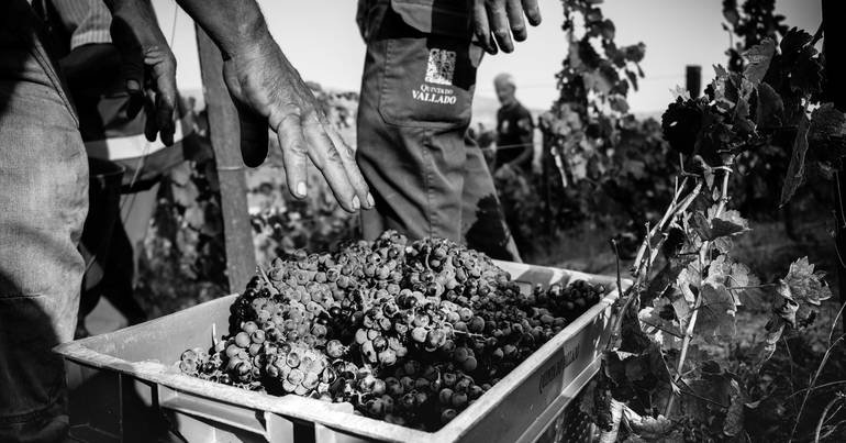 Vinho Adelaide 2017 chega ao mercado com tiragem limitada de 3.612 garrafas 2 Vinho Adelaide 2017 chega ao mercado com tiragem limitada de 3.612 garrafas - Imagem do artigo
