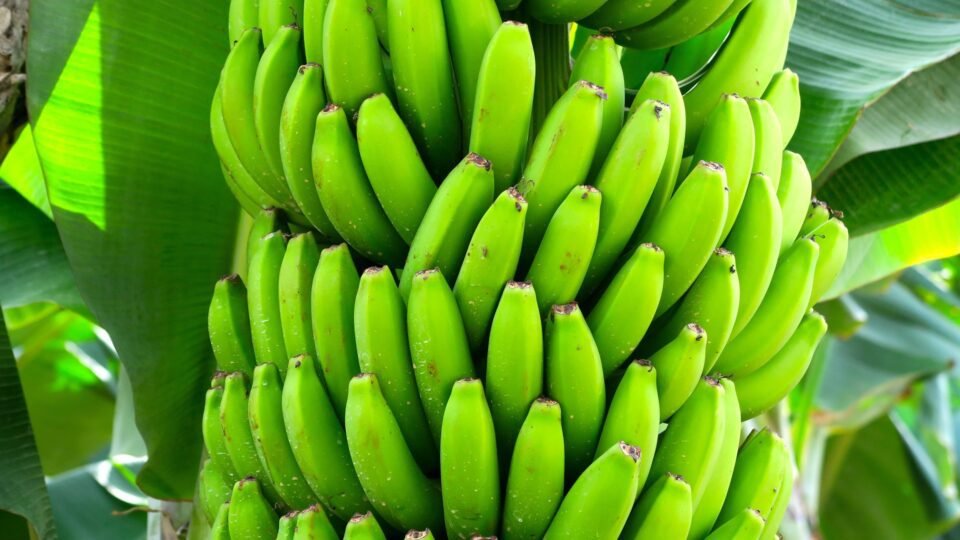 Embrapa lança bananas imunes a fungo que ameaça lavouras globais 2 Embrapa lança bananas imunes a fungo que ameaça lavouras globais - Imagem do artigo