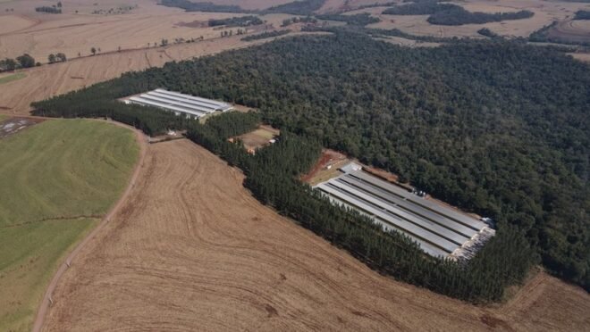 GTF amplia atuação e inaugura granja de ovos férteis no Paraná 2 GTF amplia atuação e inaugura granja de ovos férteis no Paraná - Imagem do artigo