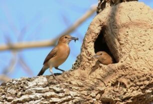 geraldenoticias 1761486876