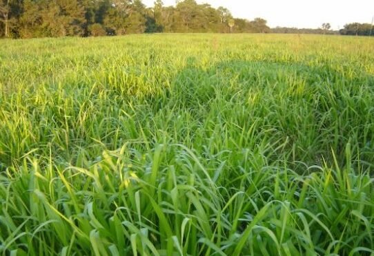 geraldenoticias 1761591278