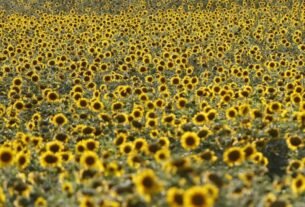 geraldenoticias 1761864850