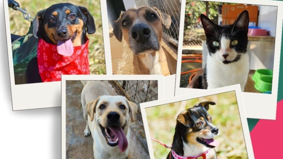 ONG paulista assume lacuna do Estado e resgata 30 animais por mês 2 ONG paulista assume lacuna do Estado e resgata 30 animais por mês - Imagem do artigo