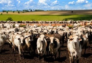 geraldenoticias 1762535934