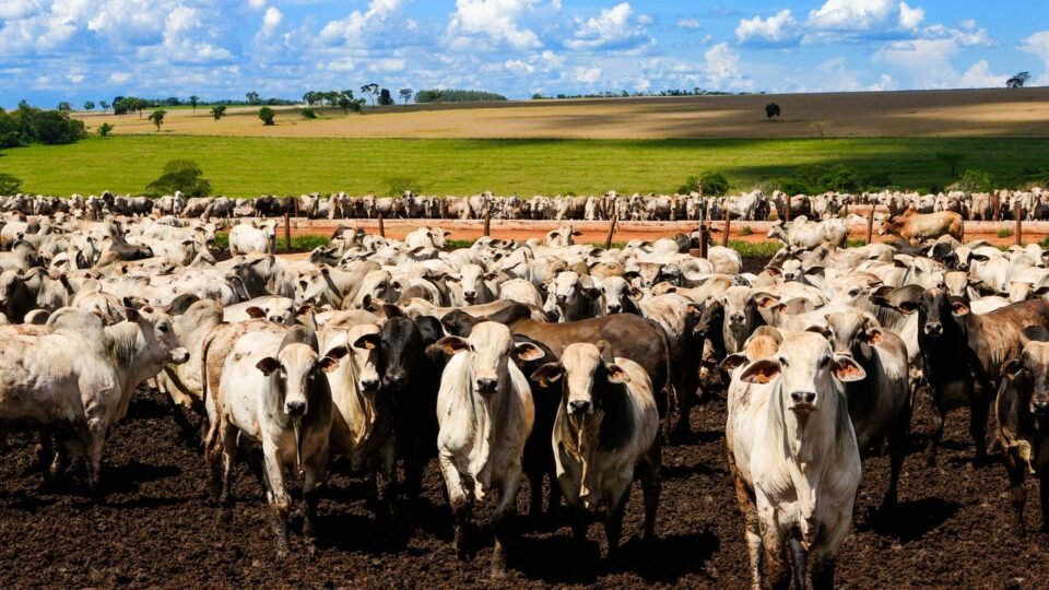 geraldenoticias 1762535934